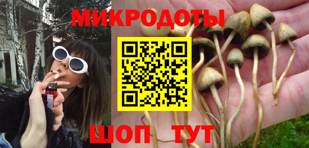 Галлюциногенные грибы Psilocybe Новокубанск